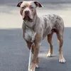 pacothebully23