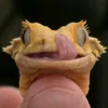 bruno_the_crestedgecko