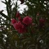 benji_166_