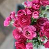dalia4435