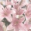 evrbloom6