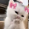✧luvvaull ༘⋆ᵎᵎ