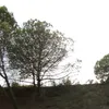 browcolli69