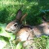 familyrabbitsandc