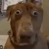 usermeosimmychemchep