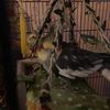 specklesthecockatiel