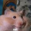 camotito_felii