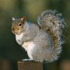 squirrel_queen112