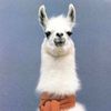 angry_llama_and_alpaca