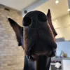 viva_bella_fado