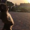 .monkeytime