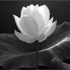 quynh309169