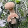 galina_9037