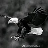 esocamiry
