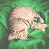cat_kaslya