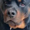 spyk913