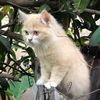 cr_seven777