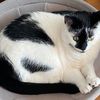 meownoona