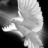 dove43210