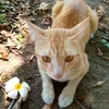 meongkitty_1