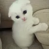 bomboclatpuseyclat