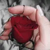 rose19.r1