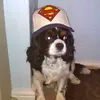 m_dog