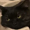niloocky