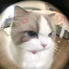 chillgai4