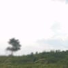 katak_mulet