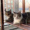 agaggleofcats