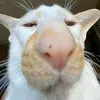 conmetoptop