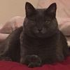 skippythegraycat