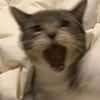 meowmeowmeow7777777