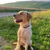 timmi_the_lab