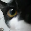 jullihy