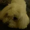 qwenteds