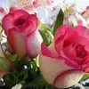 om__mustafa1