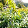 bolonemase137