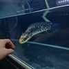 arematfishkeepers