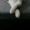 carovampr