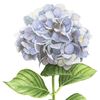 thanatchasankla0410gmai8