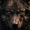 fenrir1118