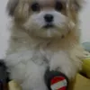 lulumi91