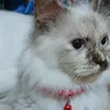 chelsea_chao