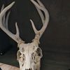 mossyoak33deerhunter33