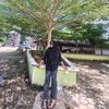 ikaajaaa