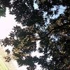 jumursorkar8