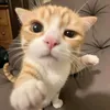 llsyj_