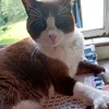 brucebrownie
